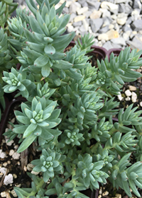 Sedum montanum Orientale